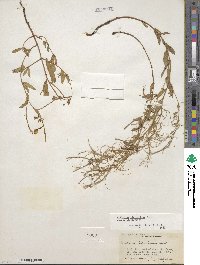 Epilobium glaberrimum image