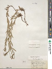 Epilobium glaberrimum image