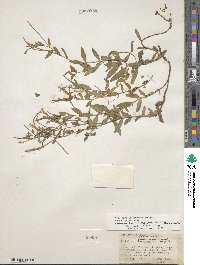 Epilobium glaberrimum image