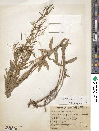 Epilobium glaberrimum image