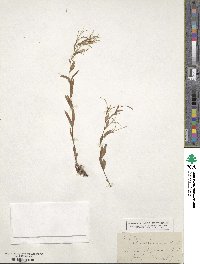 Epilobium glaberrimum image