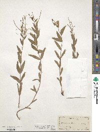 Epilobium glaberrimum image