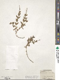 Epilobium glaberrimum image