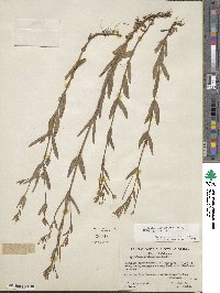 Epilobium glaberrimum image