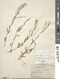 Epilobium glaberrimum image