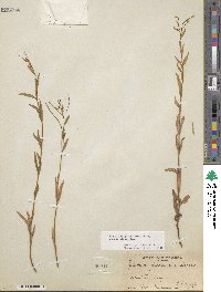 Epilobium glaberrimum image