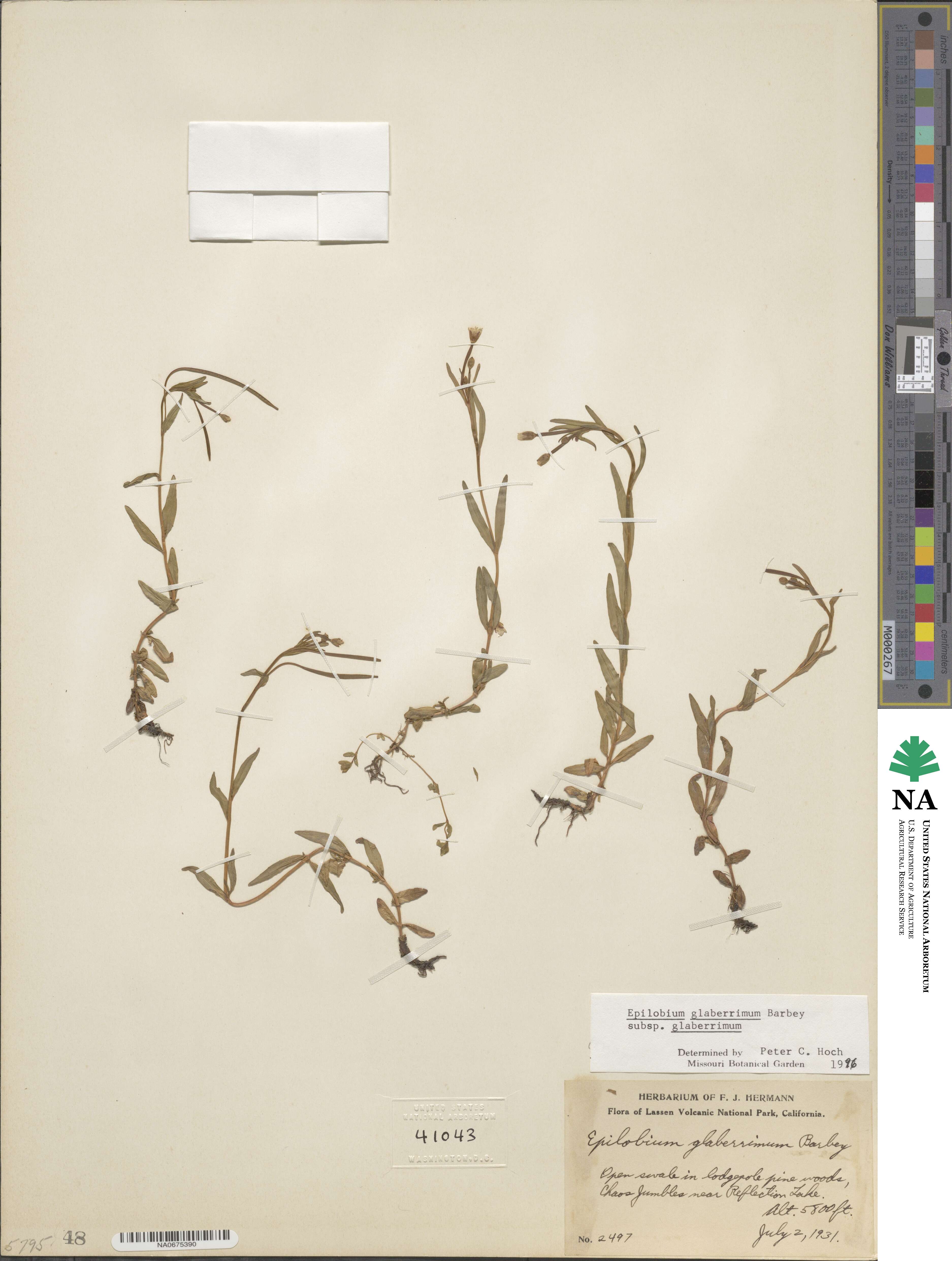 Epilobium glaberrimum image