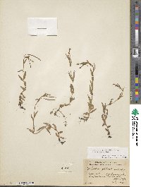 Epilobium glaberrimum image