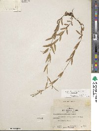 Epilobium glaberrimum image