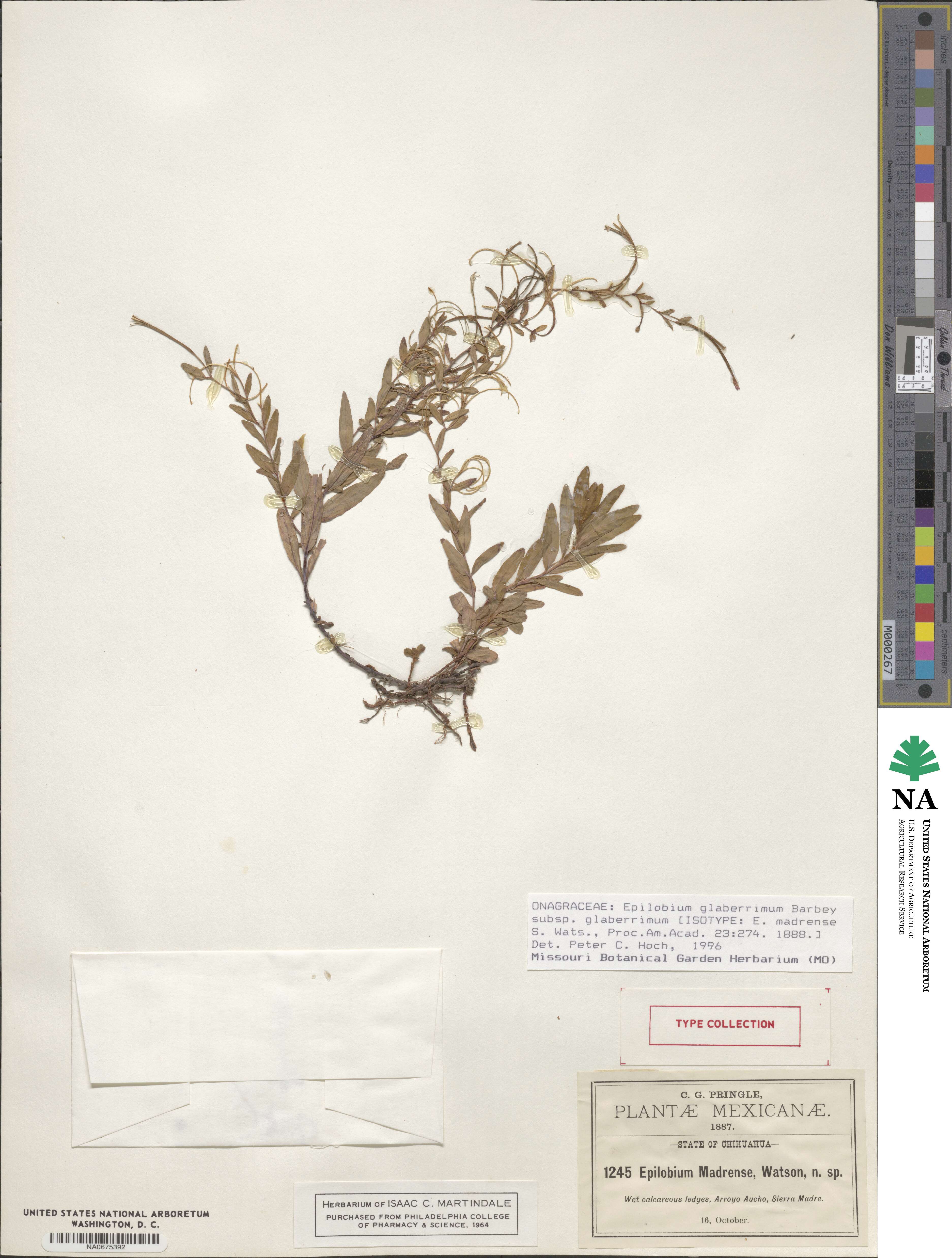 Epilobium glaberrimum image
