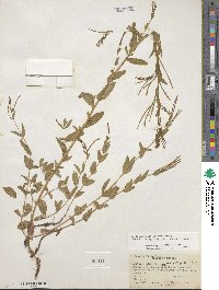 Epilobium glaberrimum subsp. fastigiatum image