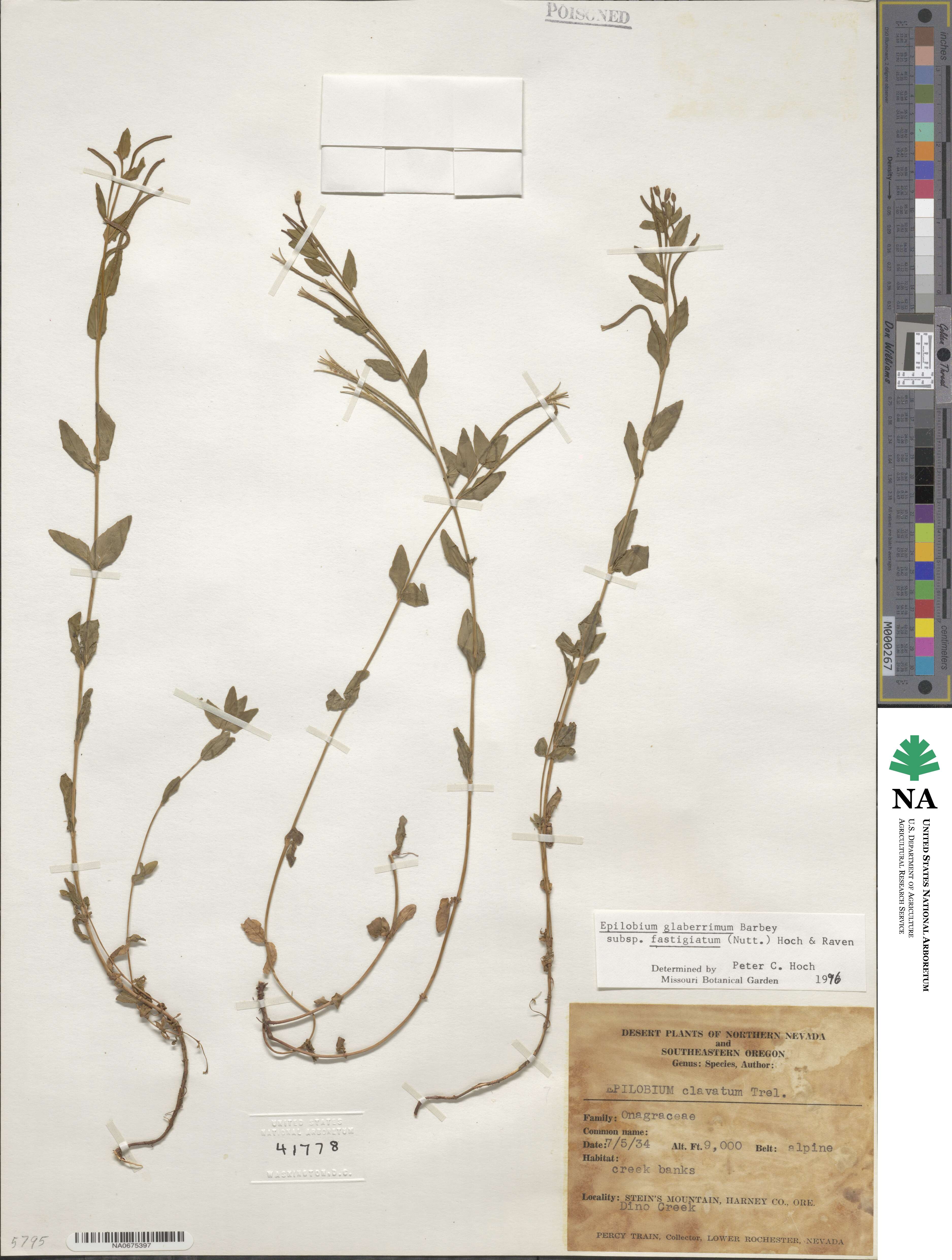 Epilobium glaberrimum image