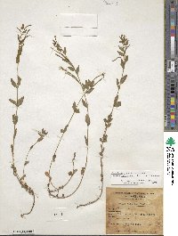 Epilobium glaberrimum image