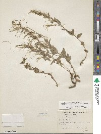 Epilobium glaberrimum subsp. fastigiatum image