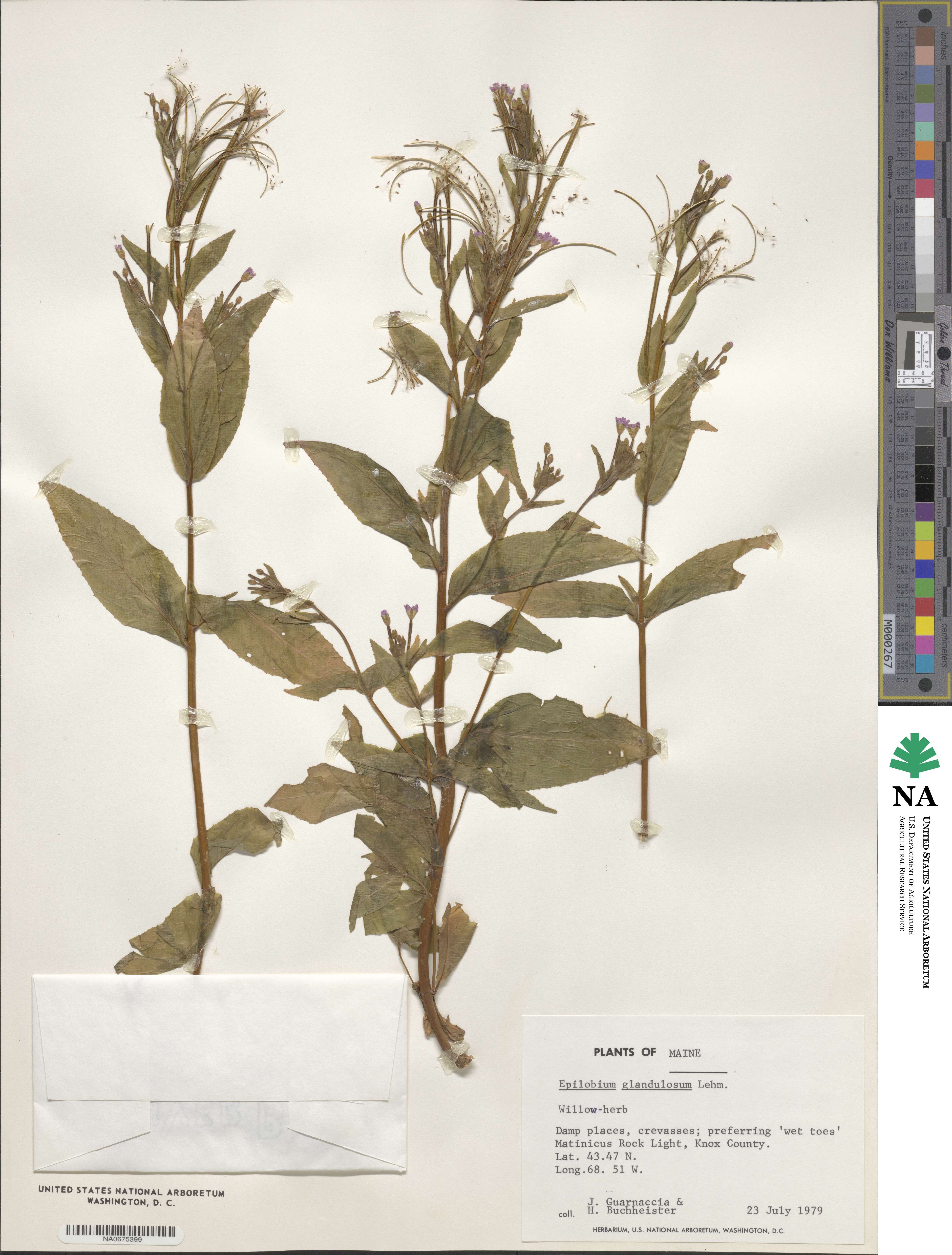 Epilobium ciliatum subsp. glandulosum image