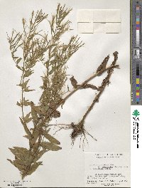 Epilobium ciliatum subsp. ciliatum image