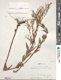 Epilobium ciliatum subsp. ciliatum image