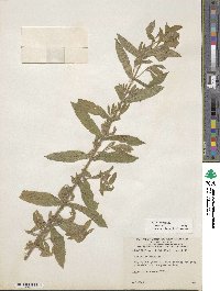 Epilobium hirsutum image