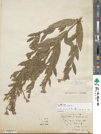 Epilobium hirsutum image