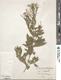 Epilobium hirsutum image