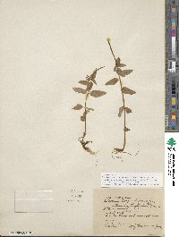 Image of Epilobium hornemannii