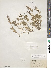 Epilobium hornemannii image