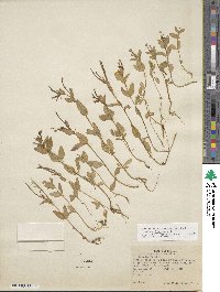 Epilobium hornemannii image