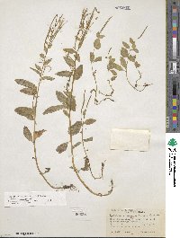 Epilobium hornemannii image