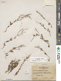 Epilobium hornemannii image