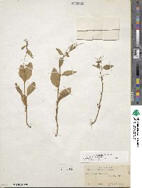 Epilobium hornemannii image