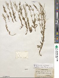 Epilobium hornemannii image