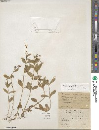 Epilobium hornemannii image