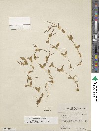 Epilobium hornemannii image