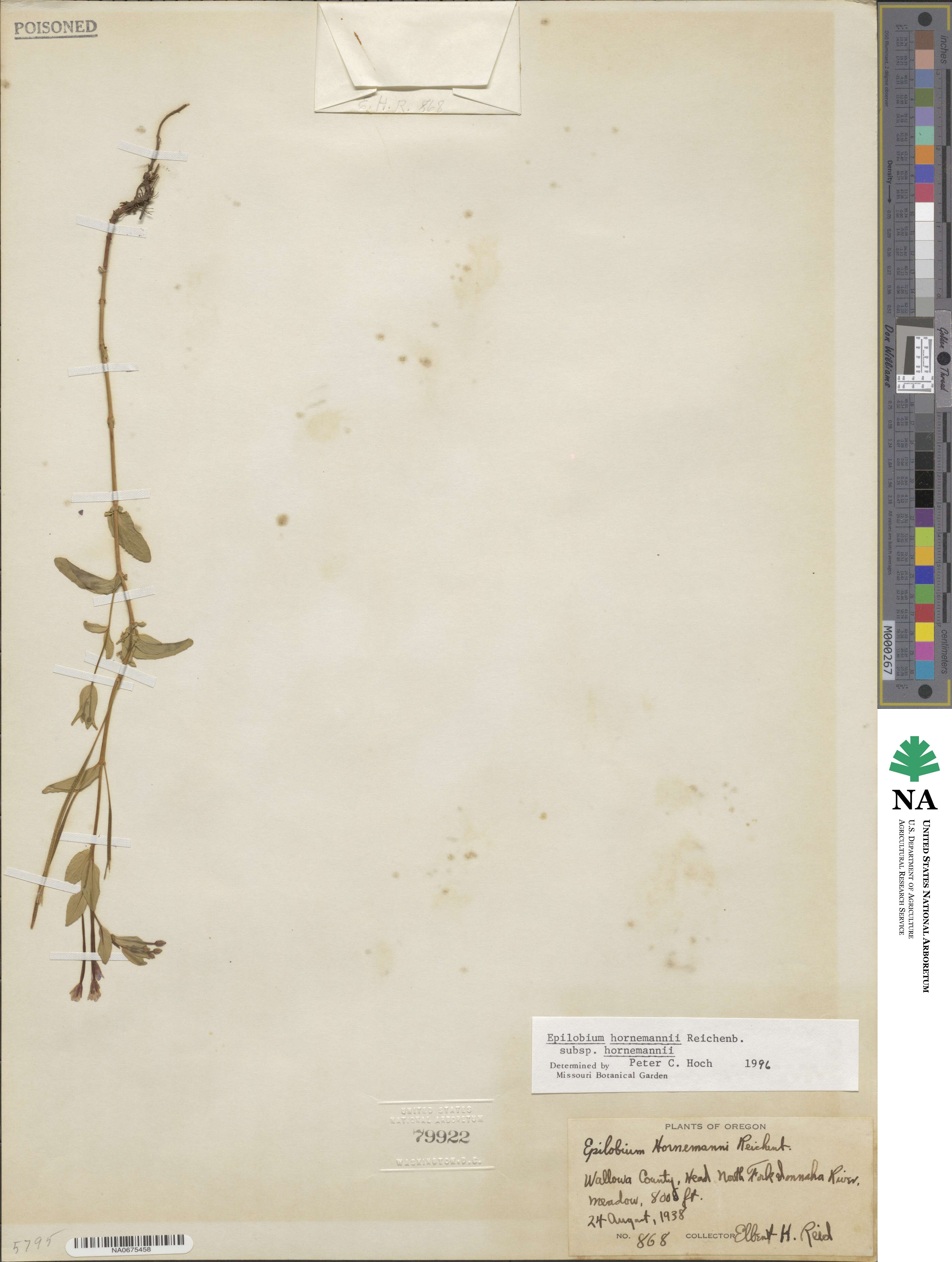 Epilobium hornemannii image