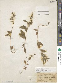 Epilobium hornemannii image