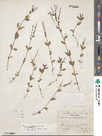 Epilobium hornemannii image