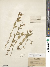 Epilobium hornemannii image