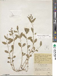 Epilobium hornemannii image