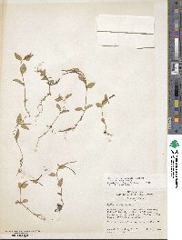 Epilobium hornemannii image