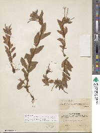 Epilobium hornemannii image