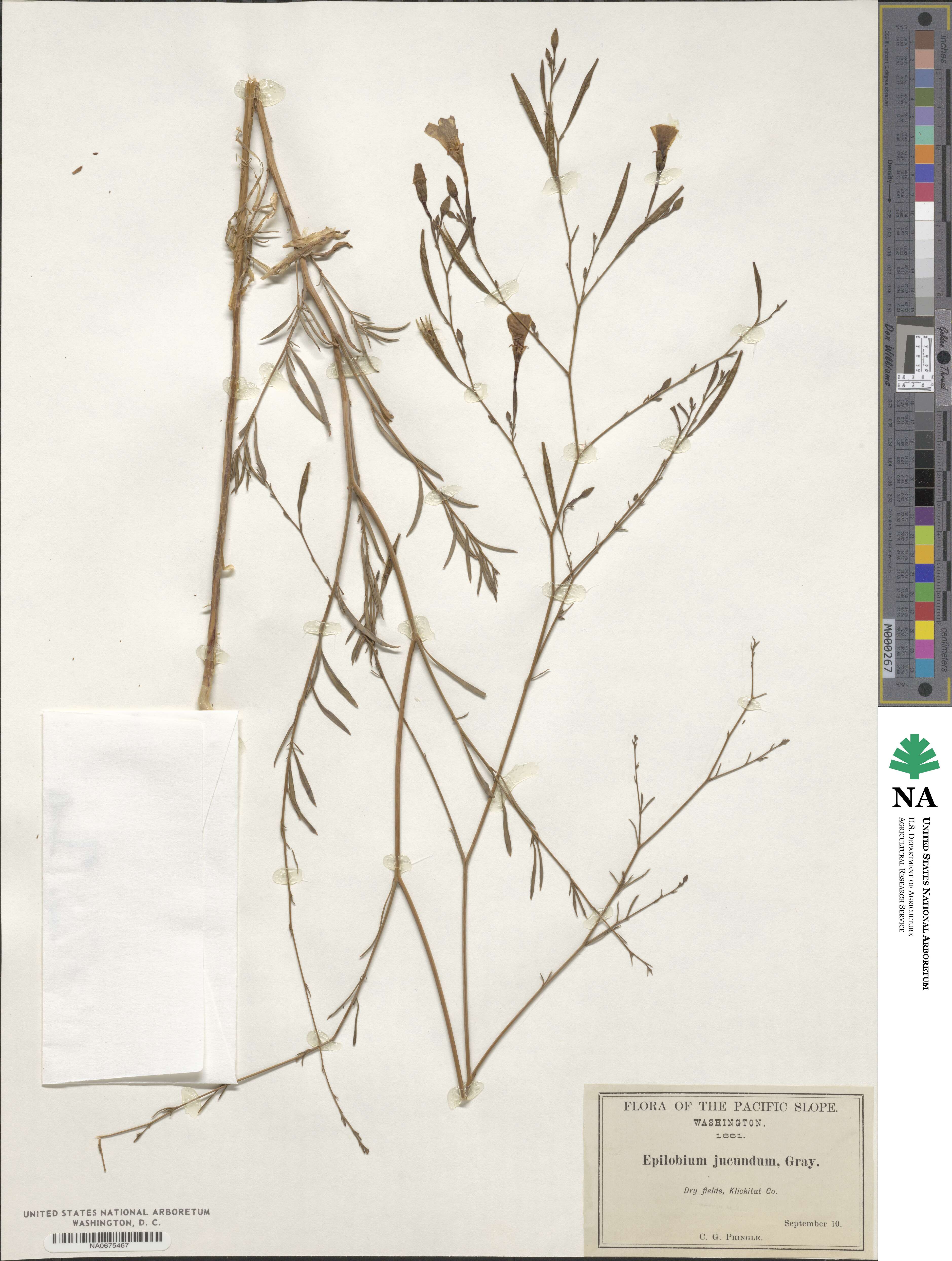 Epilobium brachycarpum image