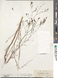 Epilobium brachycarpum image