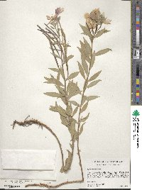 Epilobium lactiflorum image