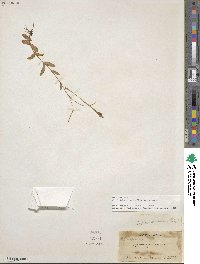 Epilobium lactiflorum image