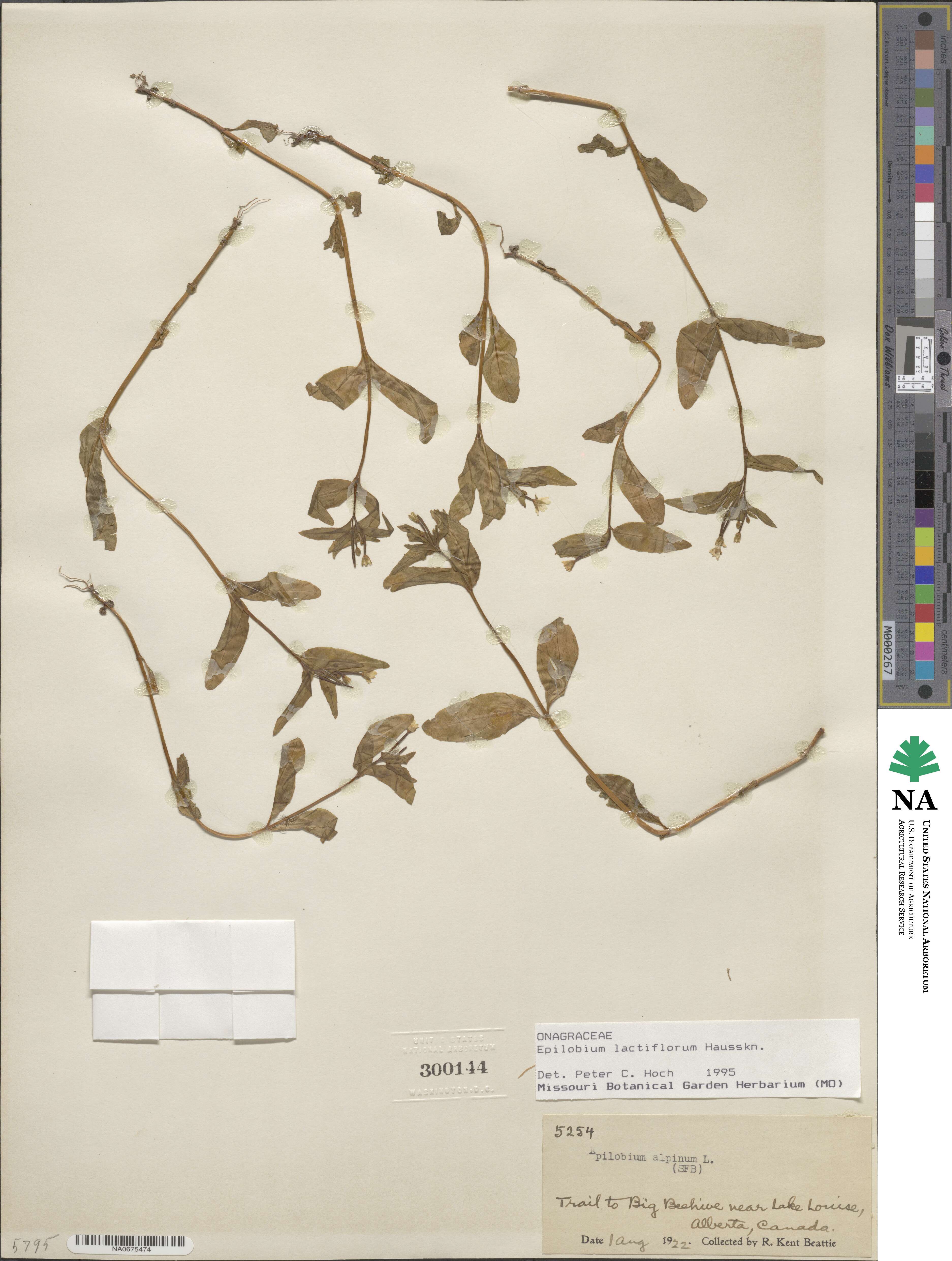 Epilobium lactiflorum image