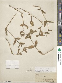 Epilobium lactiflorum image