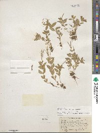 Epilobium lactiflorum image