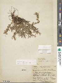 Epilobium lactiflorum image