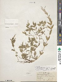 Epilobium lactiflorum image