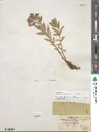 Chamaenerion latifolium image